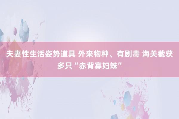 夫妻性生活姿势道具 外来物种、有剧毒 海关截获多只“赤背寡妇蛛”